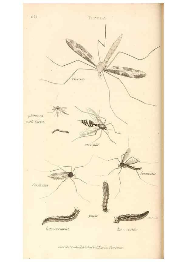 Reproducción/Reproduction 49829864721: General zoology, or Systematic natural history. London,Printed for G. Kearsley,1800-1826.. 