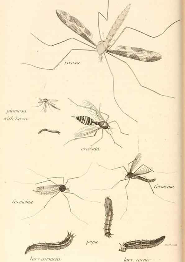 Reproducción/Reproduction 49829864721: General zoology, or Systematic natural history. London,Printed for G. Kearsley,1800-1826.. 