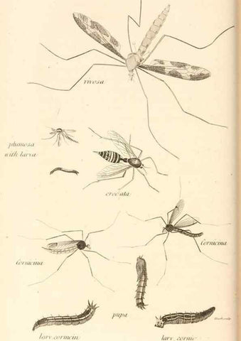 Reproducción/Reproduction 49829864721: General zoology, or Systematic natural history. London,Printed for G. Kearsley,1800-1826.. 