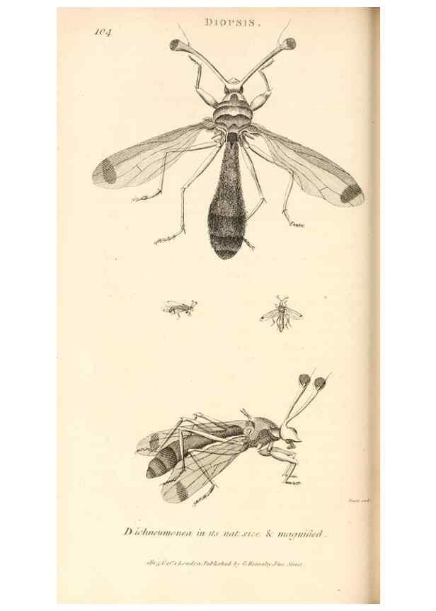 Reproducción/Reproduction 49830174007: General zoology, or Systematic natural history. London,Printed for G. Kearsley,1800-1826.. 