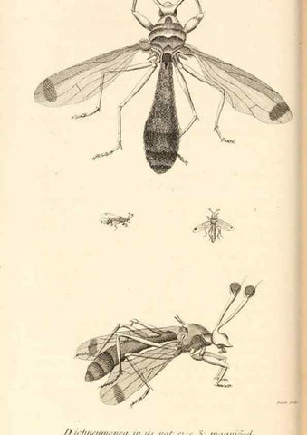 Reproducción/Reproduction 49830174007: General zoology, or Systematic natural history. London,Printed for G. Kearsley,1800-1826.. 