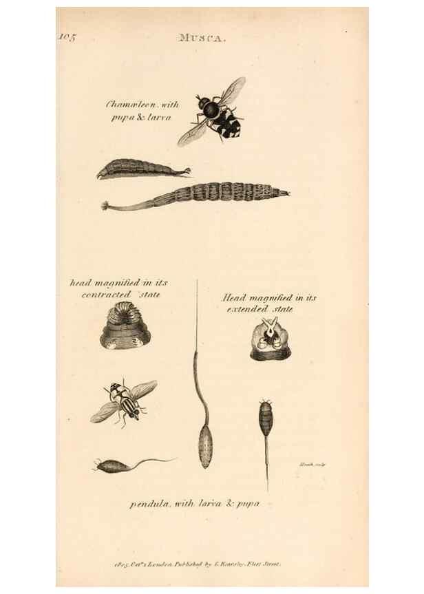 Reproducción/Reproduction 49830174287: General zoology, or Systematic natural history. London,Printed for G. Kearsley,1800-1826.. 