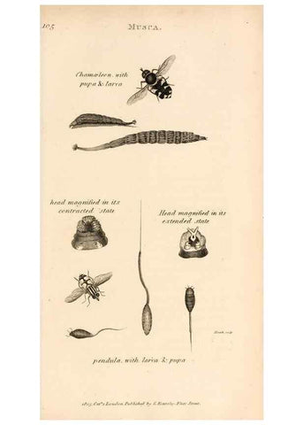 Reproducción/Reproduction 49830174287: General zoology, or Systematic natural history. London,Printed for G. Kearsley,1800-1826.. 
