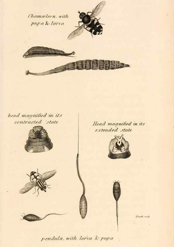 Reproducción/Reproduction 49830174287: General zoology, or Systematic natural history. London,Printed for G. Kearsley,1800-1826.. 