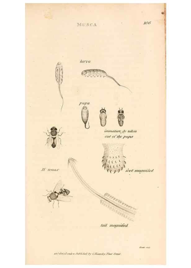 Reproducción/Reproduction 49829335803: General zoology, or Systematic natural history. London,Printed for G. Kearsley,1800-1826.. 