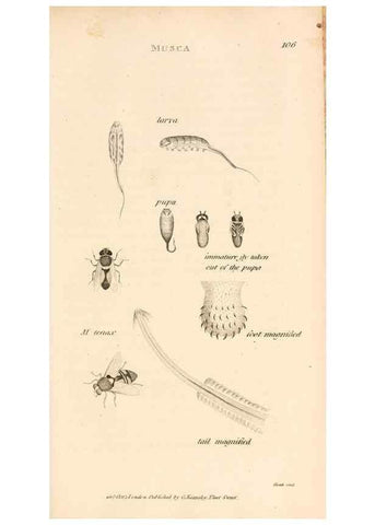 Reproducción/Reproduction 49829335803: General zoology, or Systematic natural history. London,Printed for G. Kearsley,1800-1826.. 