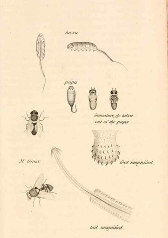 Reproducción/Reproduction 49829335803: General zoology, or Systematic natural history. London,Printed for G. Kearsley,1800-1826.. 