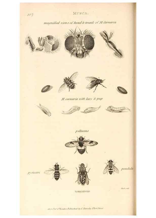 Reproducción/Reproduction 49829336118: General zoology, or Systematic natural history. London,Printed for G. Kearsley,1800-1826.. 