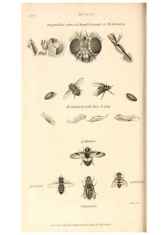 Reproducción/Reproduction 49829336118: General zoology, or Systematic natural history. London,Printed for G. Kearsley,1800-1826.. 