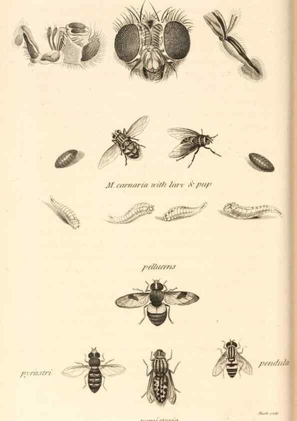 Reproducción/Reproduction 49829336118: General zoology, or Systematic natural history. London,Printed for G. Kearsley,1800-1826.. 