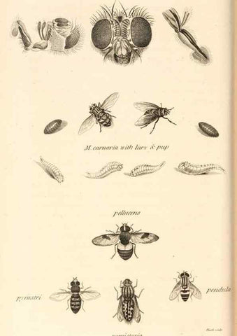 Reproducción/Reproduction 49829336118: General zoology, or Systematic natural history. London,Printed for G. Kearsley,1800-1826.. 