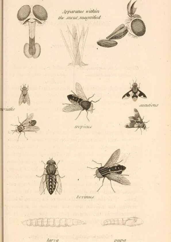 Reproducción/Reproduction 49829866321: General zoology, or Systematic natural history. London,Printed for G. Kearsley,1800-1826.. 