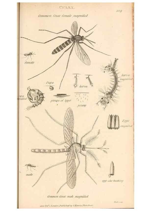 Reproducción/Reproduction 49829337083: General zoology, or Systematic natural history. London,Printed for G. Kearsley,1800-1826.. 