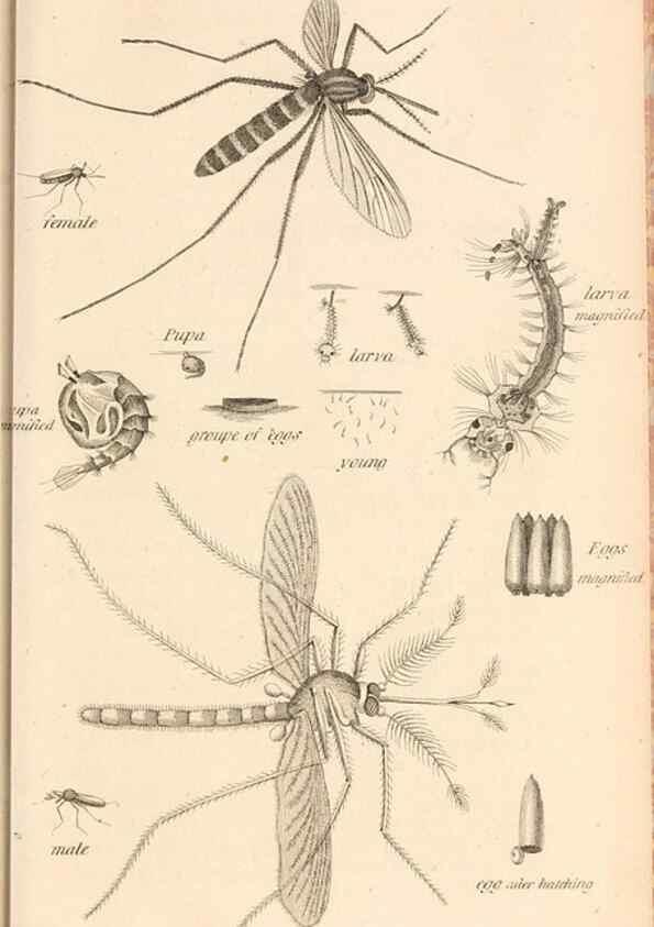 Reproducción/Reproduction 49829337083: General zoology, or Systematic natural history. London,Printed for G. Kearsley,1800-1826.. 