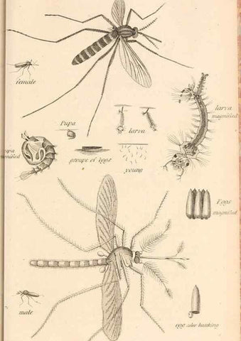 Reproducción/Reproduction 49829337083: General zoology, or Systematic natural history. London,Printed for G. Kearsley,1800-1826.. 