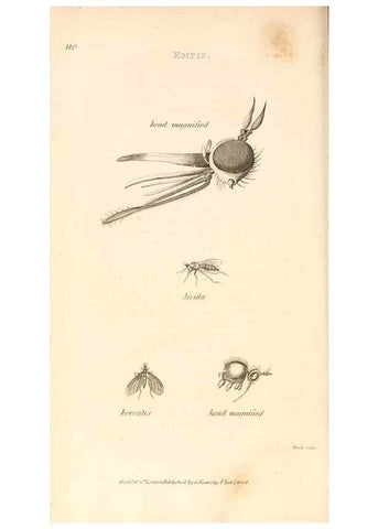 Reproducción/Reproduction 49829337428: General zoology, or Systematic natural history. London,Printed for G. Kearsley,1800-1826.. 