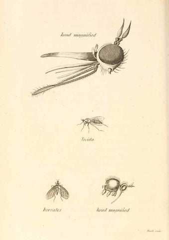 Reproducción/Reproduction 49829337428: General zoology, or Systematic natural history. London,Printed for G. Kearsley,1800-1826.. 