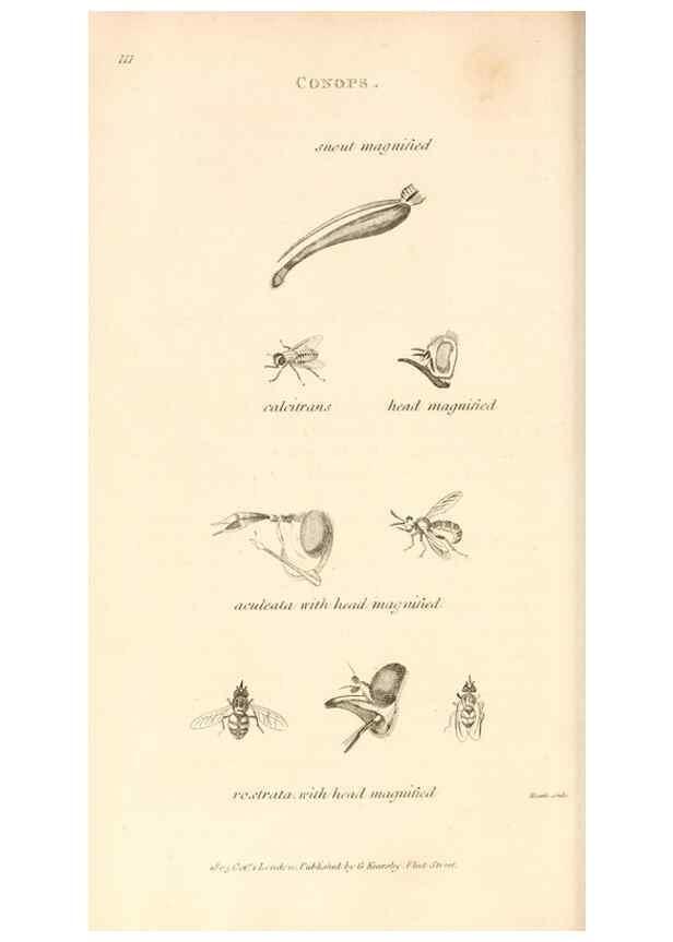 Reproducción/Reproduction 49829337798: General zoology, or Systematic natural history. London,Printed for G. Kearsley,1800-1826.. 