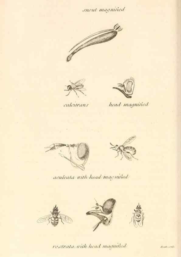 Reproducción/Reproduction 49829337798: General zoology, or Systematic natural history. London,Printed for G. Kearsley,1800-1826.. 