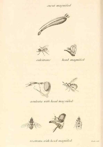 Reproducción/Reproduction 49829337798: General zoology, or Systematic natural history. London,Printed for G. Kearsley,1800-1826.. 