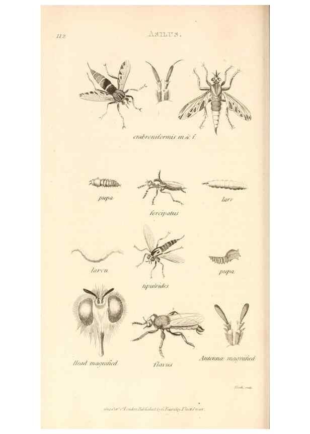 Reproducción/Reproduction 49829338143: General zoology, or Systematic natural history. London,Printed for G. Kearsley,1800-1826.. 