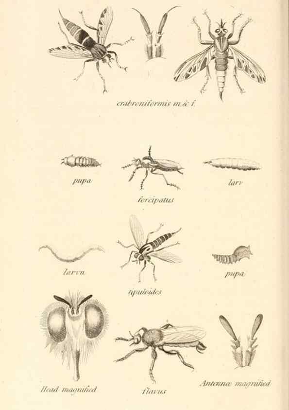 Reproducción/Reproduction 49829338143: General zoology, or Systematic natural history. London,Printed for G. Kearsley,1800-1826.. 