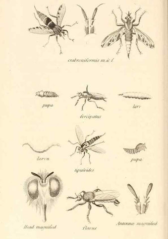Reproducción/Reproduction 49829338143: General zoology, or Systematic natural history. London,Printed for G. Kearsley,1800-1826.. 
