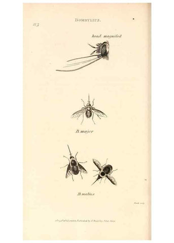 Reproducción/Reproduction 49829338438: General zoology, or Systematic natural history. London,Printed for G. Kearsley,1800-1826.. 