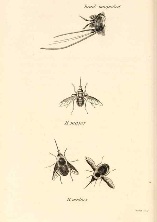 Reproducción/Reproduction 49829338438: General zoology, or Systematic natural history. London,Printed for G. Kearsley,1800-1826.. 
