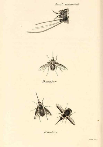 Reproducción/Reproduction 49829338438: General zoology, or Systematic natural history. London,Printed for G. Kearsley,1800-1826.. 