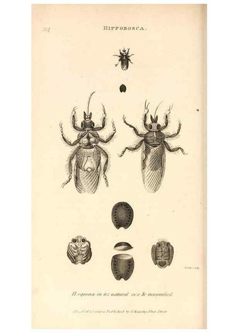 Reproducción/Reproduction 49829338803: General zoology, or Systematic natural history. London,Printed for G. Kearsley,1800-1826.. 