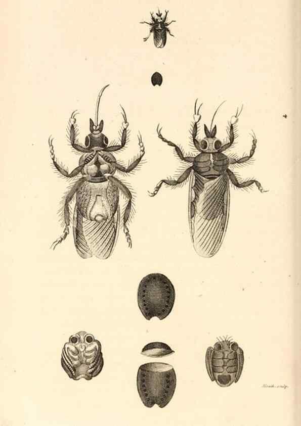 Reproducción/Reproduction 49829338803: General zoology, or Systematic natural history. London,Printed for G. Kearsley,1800-1826.. 