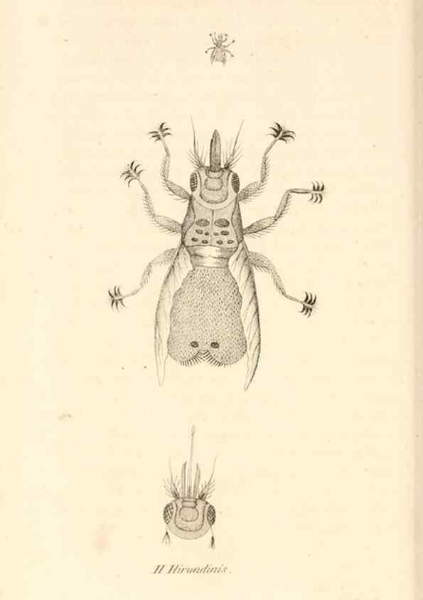 Reproducción/Reproduction 49829339038: General zoology, or Systematic natural history. London,Printed for G. Kearsley,1800-1826.. 