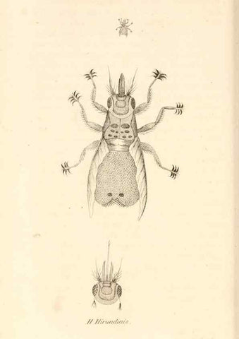Reproducción/Reproduction 49829339038: General zoology, or Systematic natural history. London,Printed for G. Kearsley,1800-1826.. 
