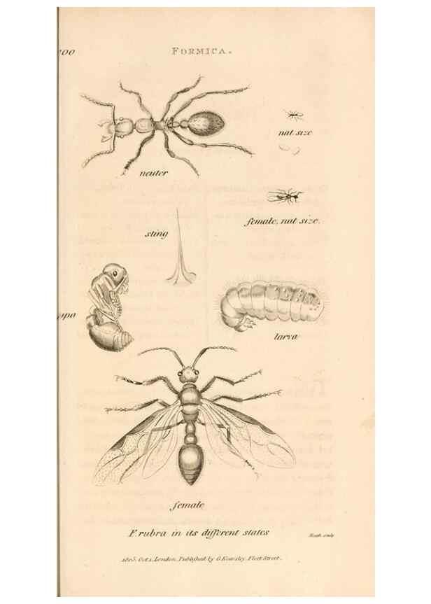 Reproducción/Reproduction 49830172807: General zoology, or Systematic natural history. London,Printed for G. Kearsley,1800-1826.. 