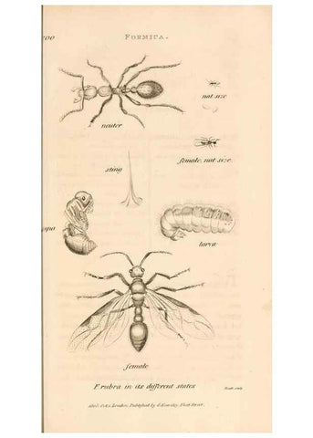 Reproducción/Reproduction 49830172807: General zoology, or Systematic natural history. London,Printed for G. Kearsley,1800-1826.. 