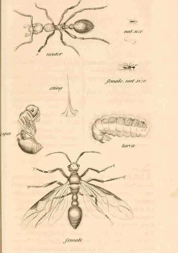Reproducción/Reproduction 49830172807: General zoology, or Systematic natural history. London,Printed for G. Kearsley,1800-1826.. 