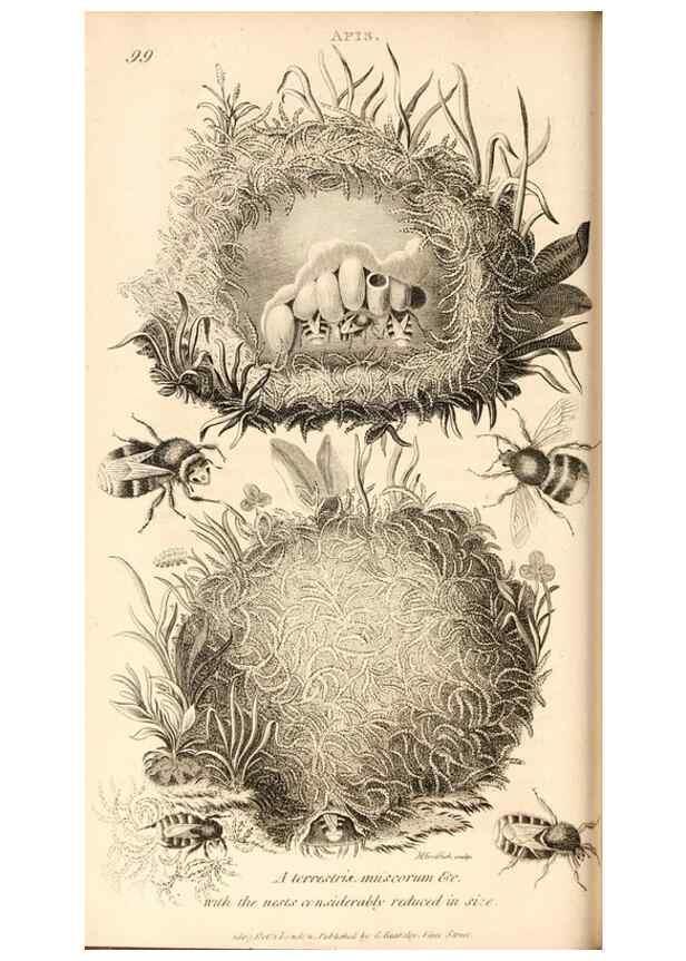 Reproducción/Reproduction 49829863576: General zoology, or Systematic natural history. London,Printed for G. Kearsley,1800-1826.. 