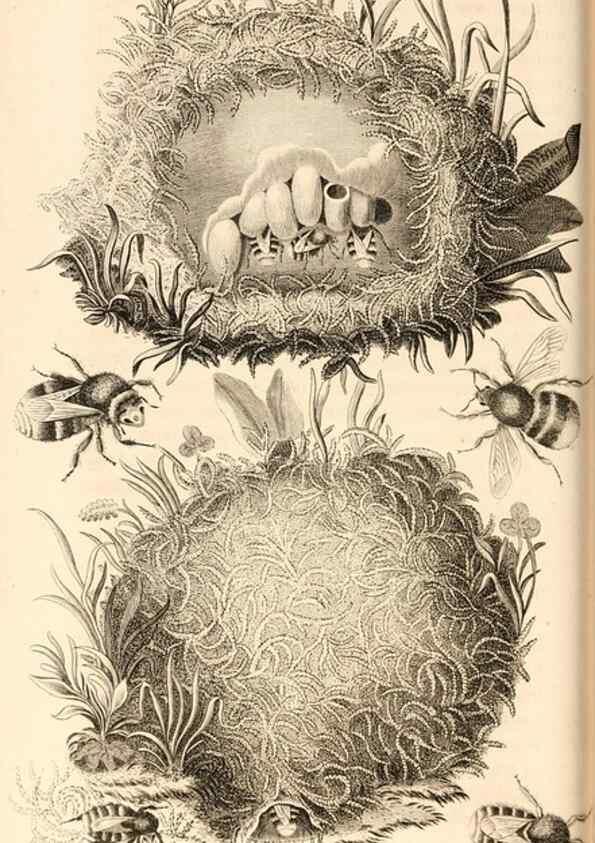 Reproducción/Reproduction 49829863576: General zoology, or Systematic natural history. London,Printed for G. Kearsley,1800-1826.. 