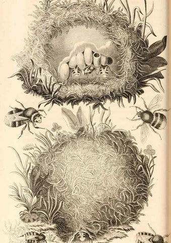 Reproducción/Reproduction 49829863576: General zoology, or Systematic natural history. London,Printed for G. Kearsley,1800-1826.. 
