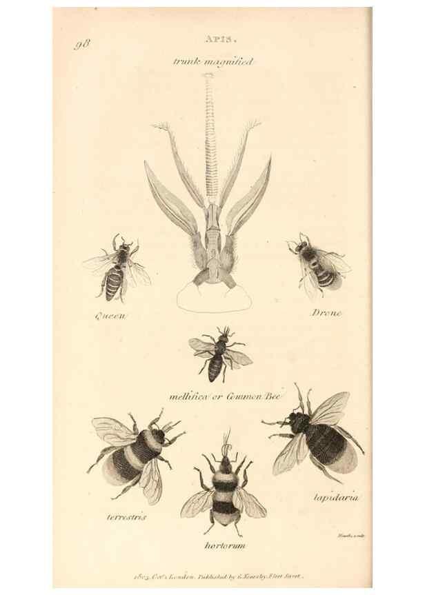 Reproducción/Reproduction 49830172042: General zoology, or Systematic natural history. London,Printed for G. Kearsley,1800-1826.. 