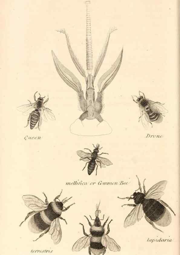 Reproducción/Reproduction 49830172042: General zoology, or Systematic natural history. London,Printed for G. Kearsley,1800-1826.. 
