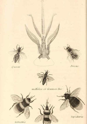 Reproducción/Reproduction 49830172042: General zoology, or Systematic natural history. London,Printed for G. Kearsley,1800-1826.. 