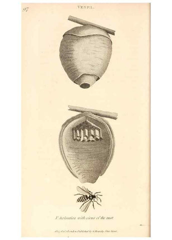 Reproducción/Reproduction 49829332653: General zoology, or Systematic natural history. London,Printed for G. Kearsley,1800-1826.. 