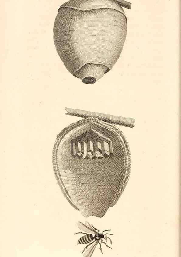 Reproducción/Reproduction 49829332653: General zoology, or Systematic natural history. London,Printed for G. Kearsley,1800-1826.. 