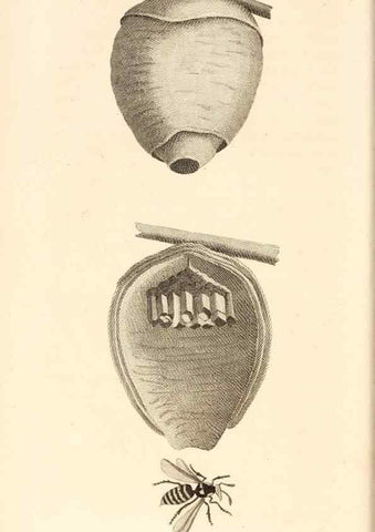 Reproducción/Reproduction 49829332653: General zoology, or Systematic natural history. London,Printed for G. Kearsley,1800-1826.. 