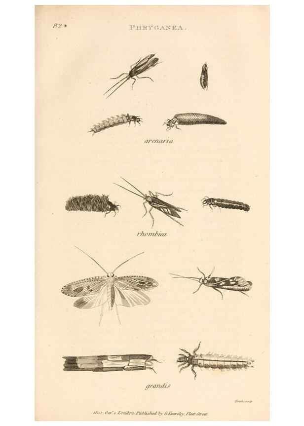 Reproducción/Reproduction 49830166872: General zoology, or Systematic natural history. London,Printed for G. Kearsley,1800-1826.. 