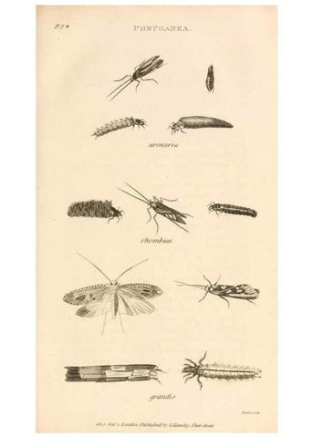 Reproducción/Reproduction 49830166872: General zoology, or Systematic natural history. London,Printed for G. Kearsley,1800-1826.. 