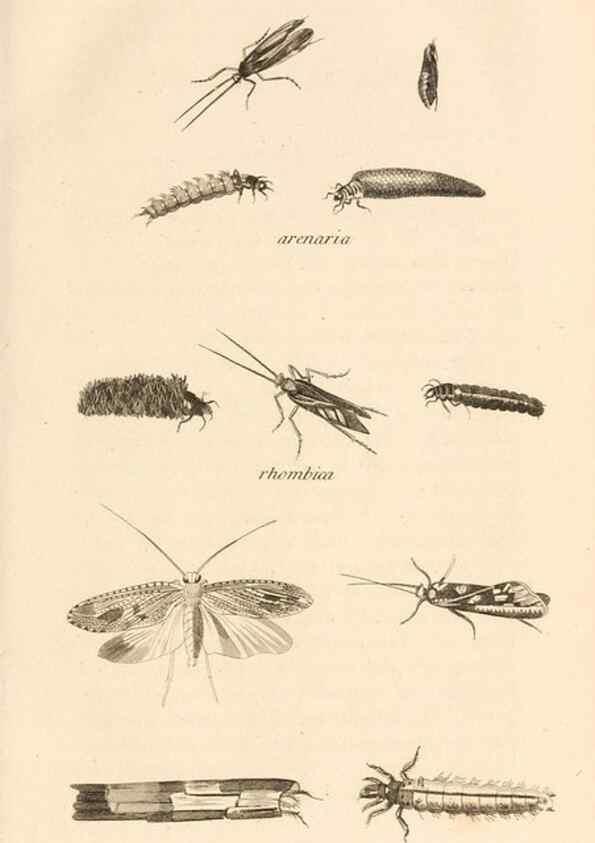 Reproducción/Reproduction 49830166872: General zoology, or Systematic natural history. London,Printed for G. Kearsley,1800-1826.. 