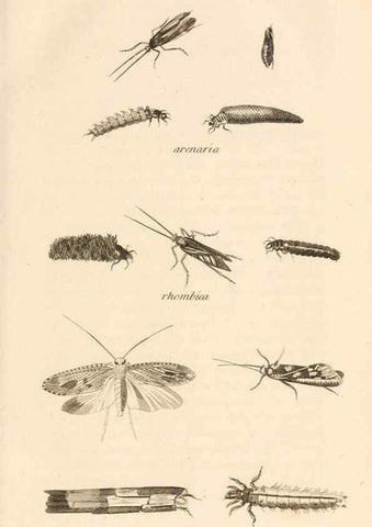 Reproducción/Reproduction 49830166872: General zoology, or Systematic natural history. London,Printed for G. Kearsley,1800-1826.. 